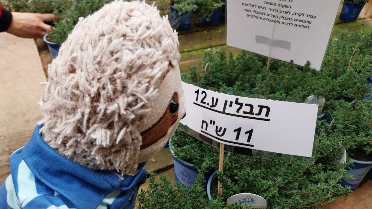 Corn shopping for herbs